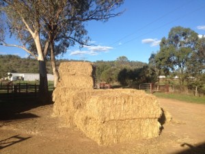 Hay - 1st load